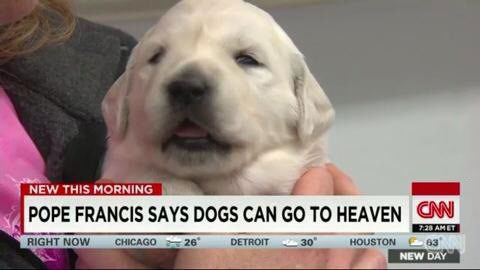 pope francis says dogs can go to heaven