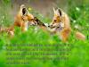 a male fox sticks to one mate, if the female dies it will remain single for the rest of his life, however if the male dies the female fox will find another mate
