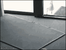 seagull tries to exit through a solid glass pane, fail