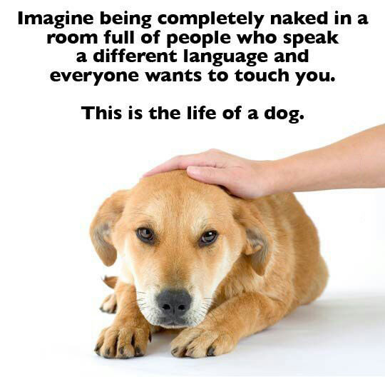 imagine being completely naked in a room full of people who speak a different language and every one wants to touch you, this is the life of a dog
