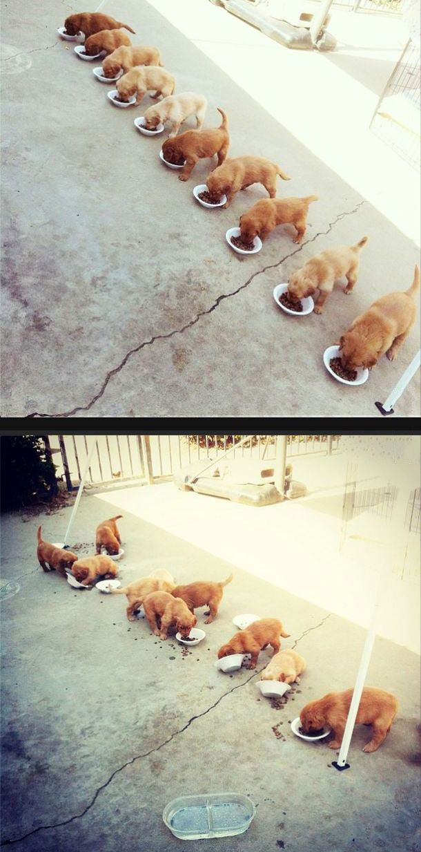 theory versus practice, dogs eating food in a line
