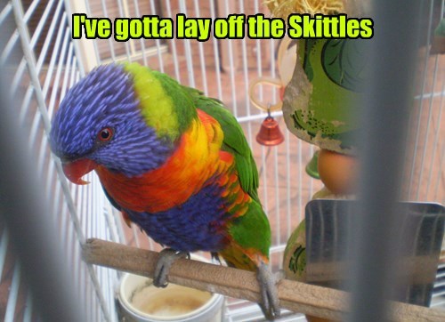 i gotta lay off the skittles, rainbow parrot