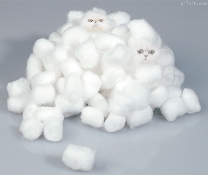 cotton wool kittens, wtf