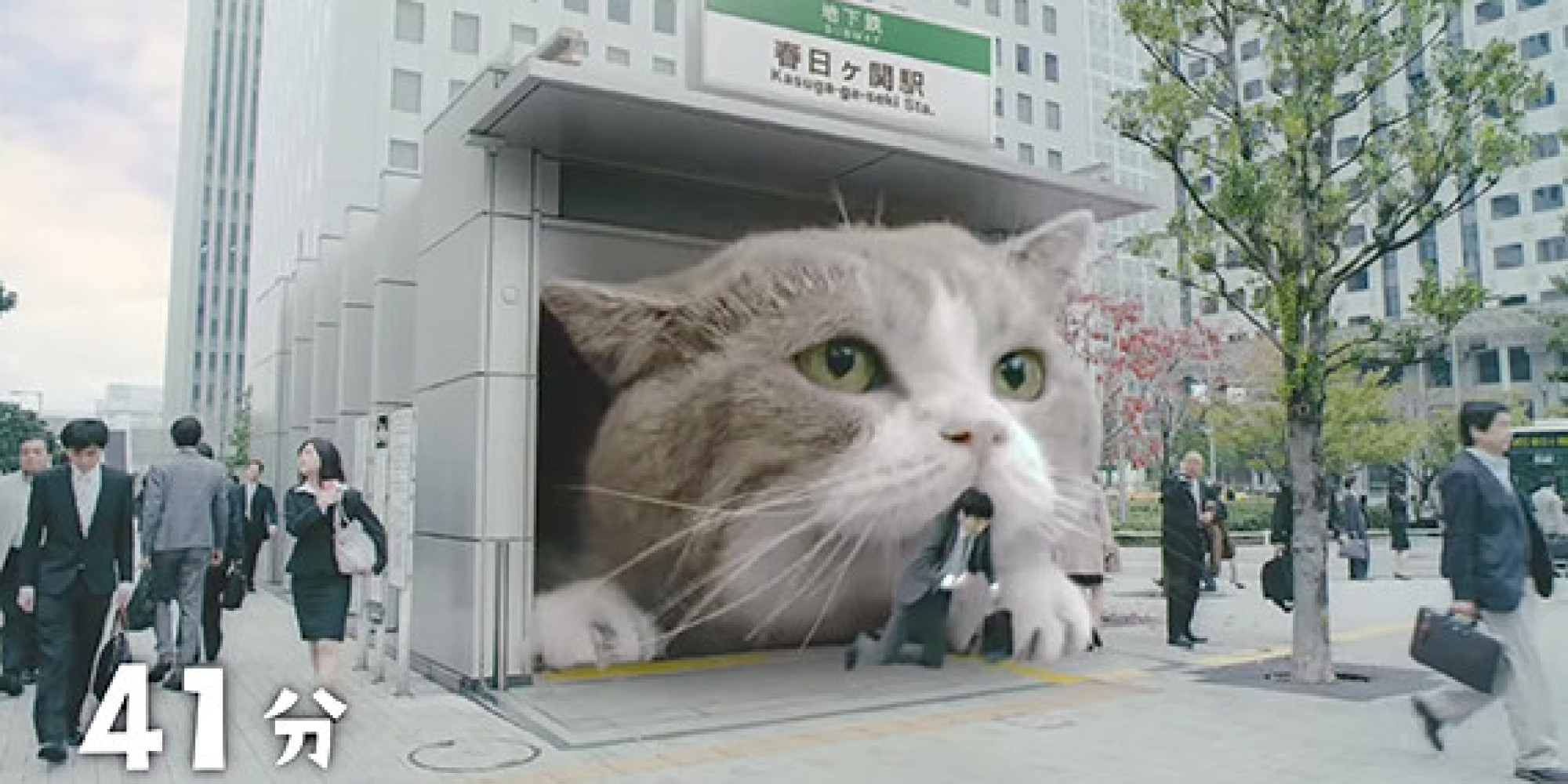 lotte chewing gum advertisement, giant cat, wtf