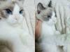 one very beautiful cat, blue eyed gray and white cat