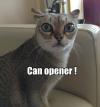can opener, cat with ears drawer back and eyes wide, meme