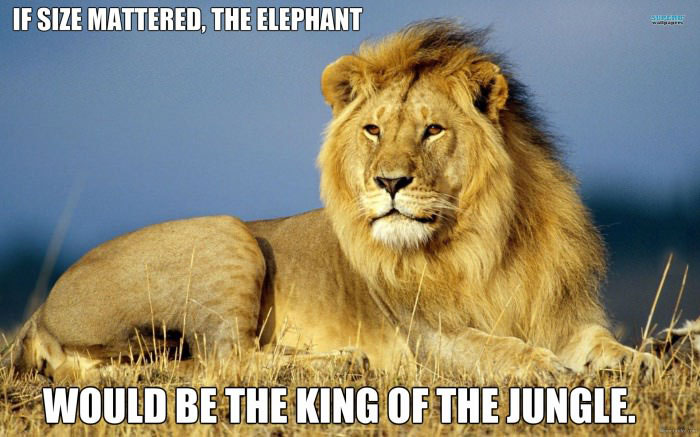 if size mattered, the elephant would be the king of the jungle, meme