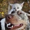 kitten playing with a dog, cute animals