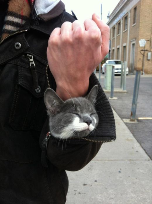 just a sleeve kitten