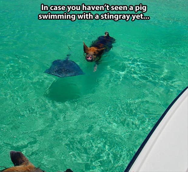 in case you haven't seen a pig swimming with a stingray yet