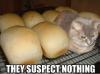 they suspect nothing, cat lying down next to cooling bread