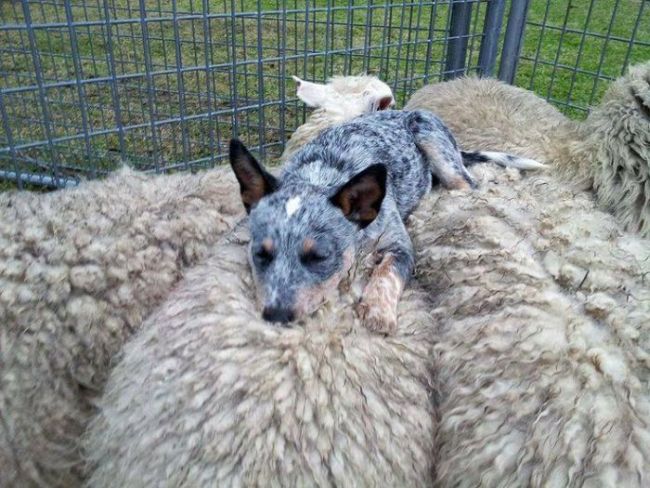 dog lying down on sheep