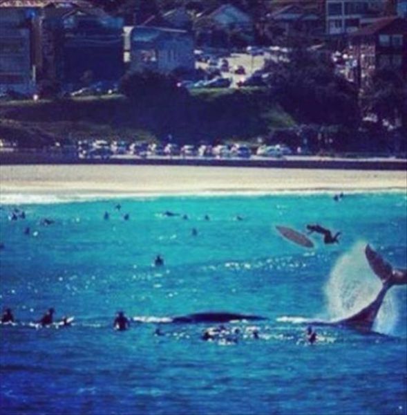 surfing around whales is probably a bad idea