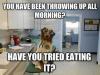 you have been throwing up all morning?, have you tried eating it?, doctor dog, meme