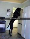 he found the treats, really big dog with paws on the top of the refrigerator