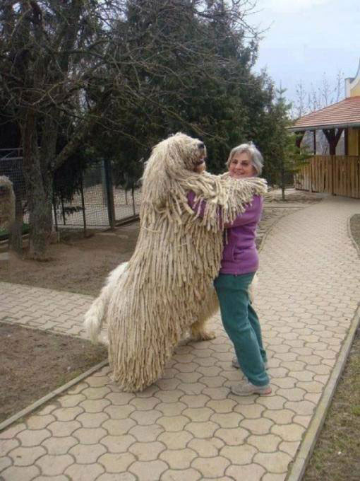 giant komondor dog, mop fur, wtf
