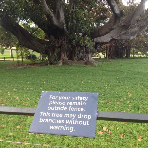 for your safety please remain outside fence, this tree may drop branches without warning