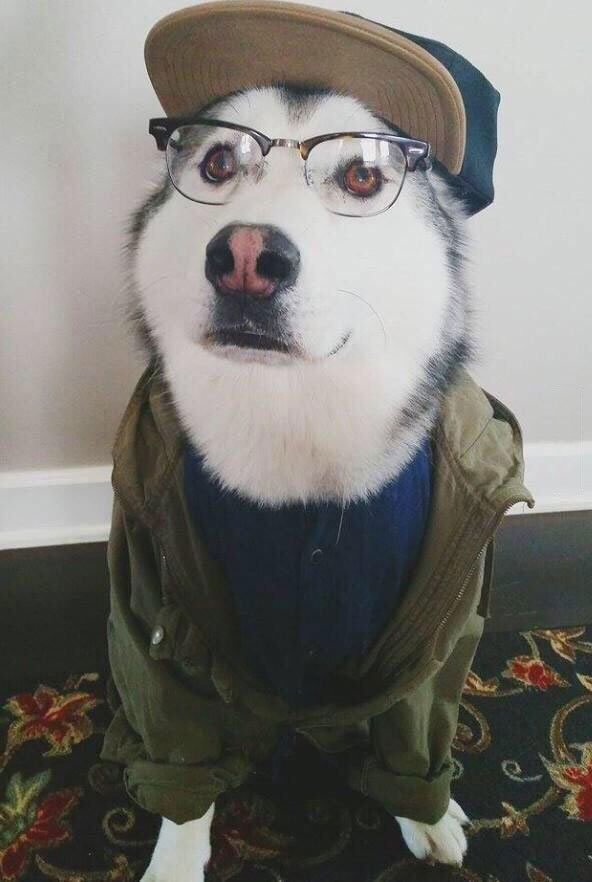 are those treats vegan?, hipster dog