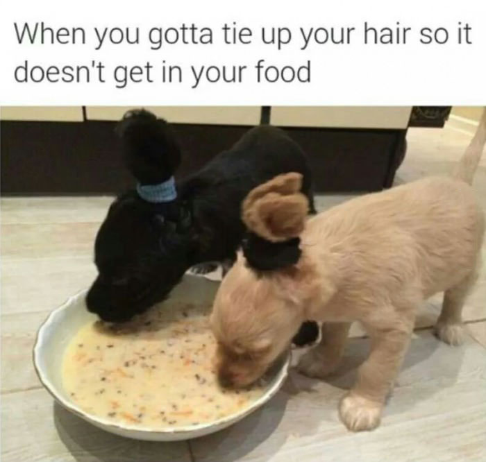 when you gotta tie up your hair so it doesn't get in your food, dogs with ears tied back