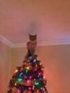this cat thinks that he is the star, living christmas tree ornament