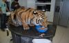 just a tiger eating some fish on the counter