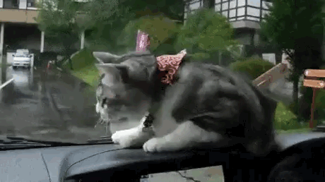 dashboard cat versus windshield wipers