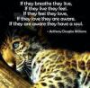 if they breathe they live, if they live they love, if they love they are aware, if they are aware they have a soul