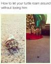 how to let your turtle roam around without losing him