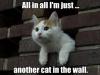 all in all i'm just another cat in the wall, meme