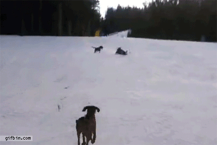 dog gets hit by sled and spins in the air