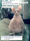 cats are looking for love online, lol