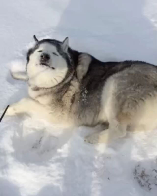 when i told my husky that it was time to go in, his face says it all
