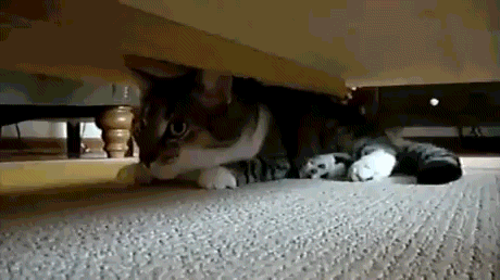 cat head drops down below bed