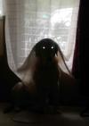 i caught my dog playing in curtains and thought it would make a cute picture, the result was nightmare fuel.jpg
