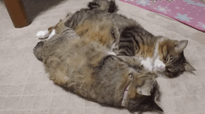 two cats wake up and stretch at the same time