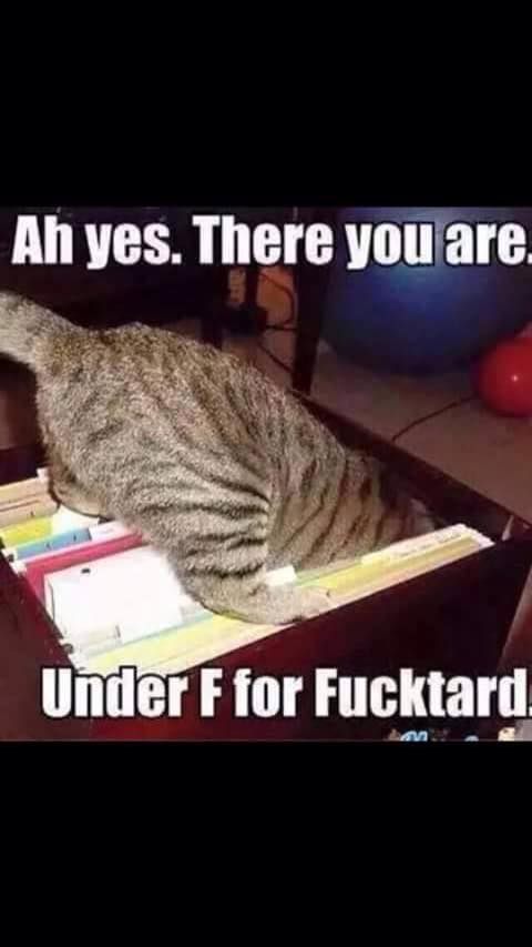 ah yes there you are, under f for fucktards, cat with head in filing cabinet