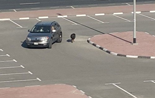 lazy person of the day: man walks dog while driving car in dubai