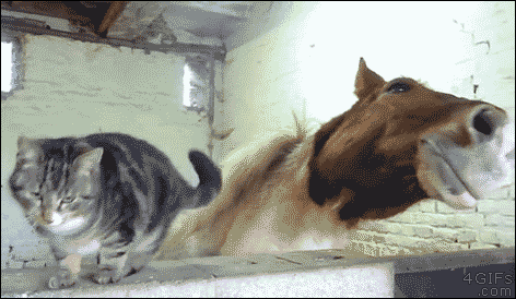 cat and horse are friends