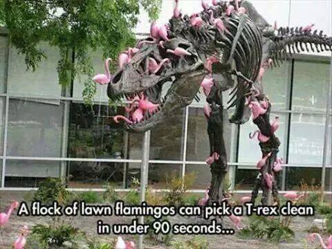 a flock of lawn flamingos can pick a tree clean in under 90 seconds
