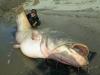 giant cat fish catch