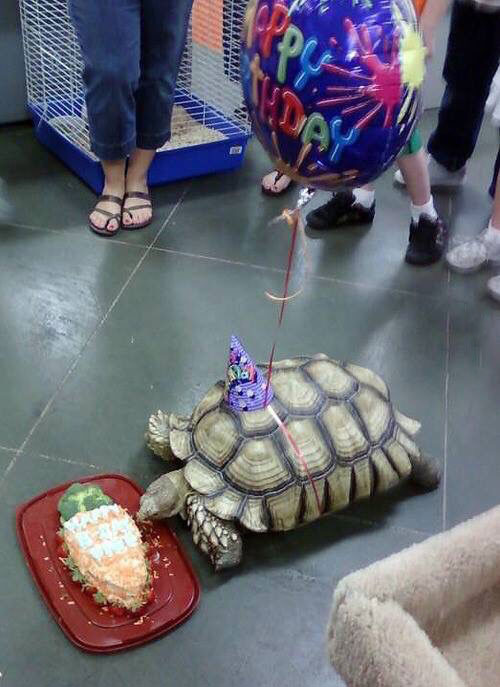 so my friend just threw his turtle a birthday party