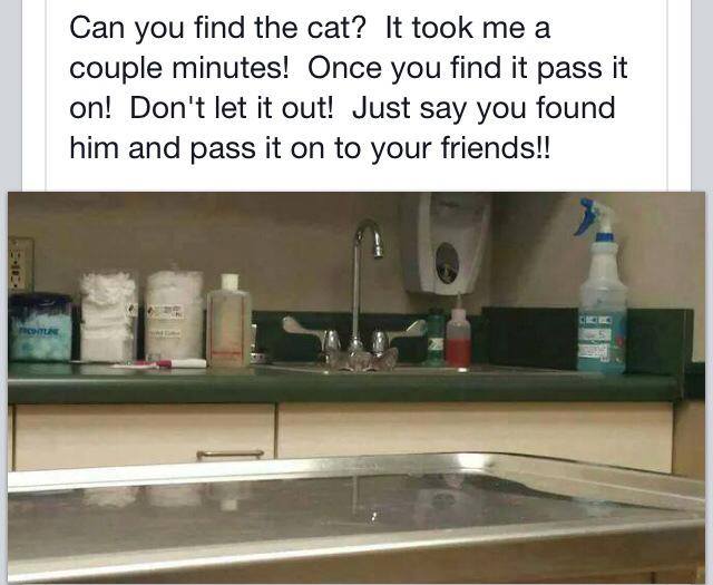 can you find the cat?