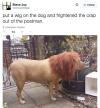 put a wig on the dog and frightened the crap out of the postman, twitter, lion's mane