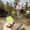 dog wearing a dinosaur mask