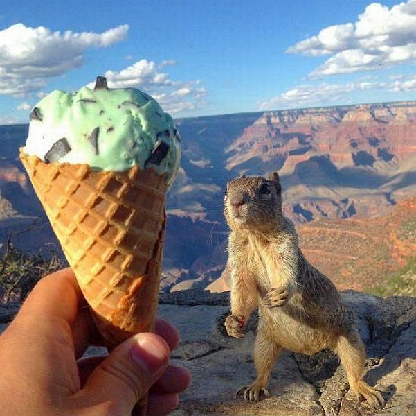 grand canyon squirrel wants ice cream
