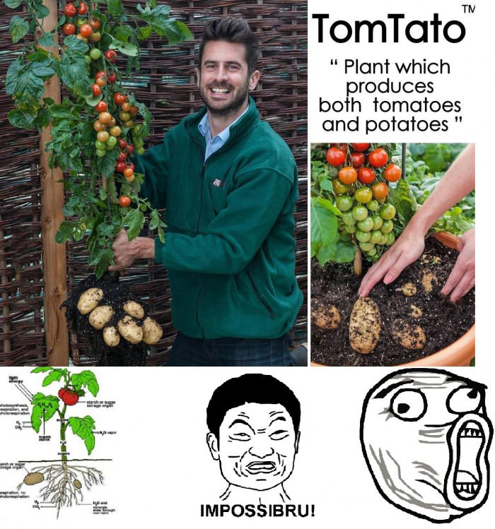 the tomtato is a plant that produces both tomatoes and potatoes