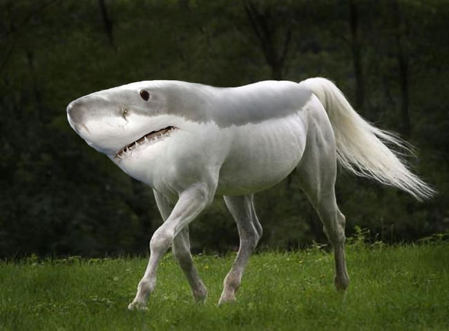 the definitely real shark horse, photoshop