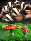 can you hear the song in your head?, badger, mushroom