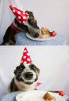 birthday dog is happy about his birthday meal