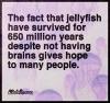 the fact that jellyfish have survived for 650 million years despite not having brains gives hope to many people